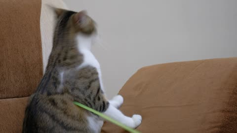 Pet owner playing with a cute cat