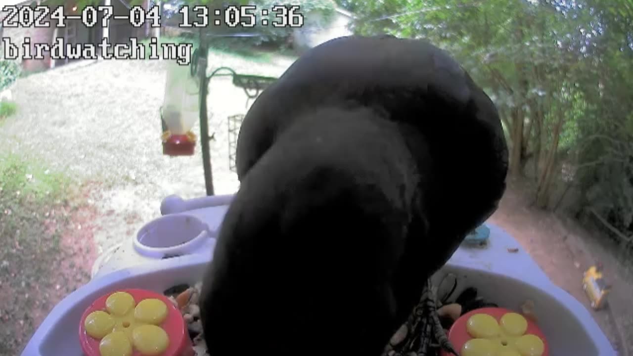 iWFcam Birdcam feeder. The Crow