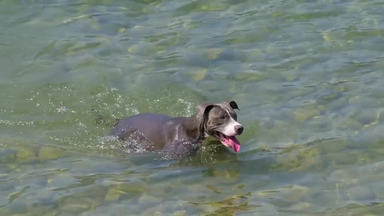 Funny dog ​​who enjoys swimming he's a great dog watch that