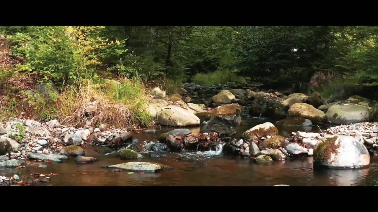 A Cinematic Video of Forest with Refreshing Music | Selfless Love | Hope