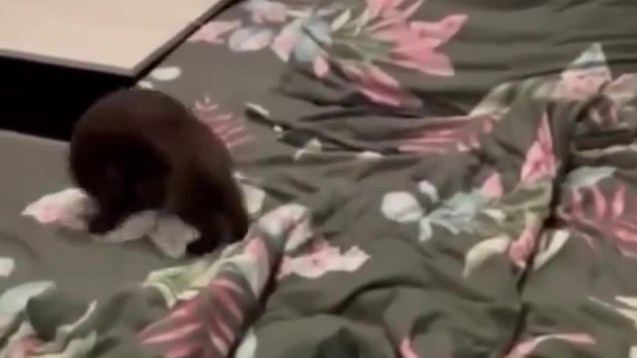 Funny video #Funny pet#video