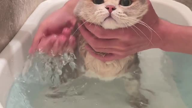 Kitten Bathing