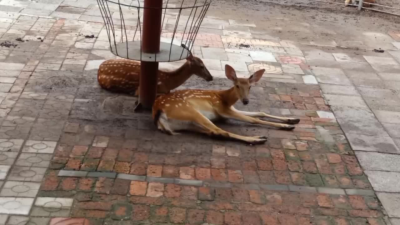 Two sika deer are enjoying the cool under the big tree!