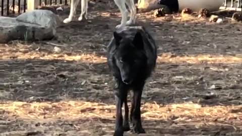 Cute Wolf attacking