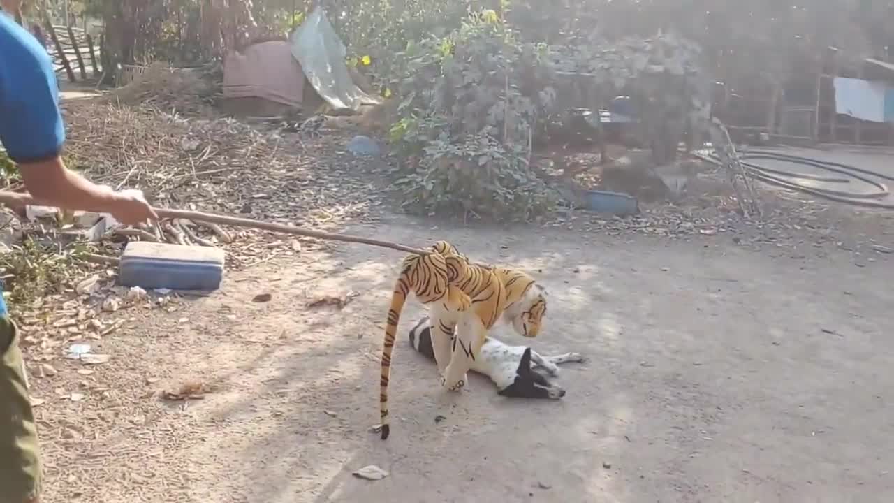 fake tiger prank on dog.. haha