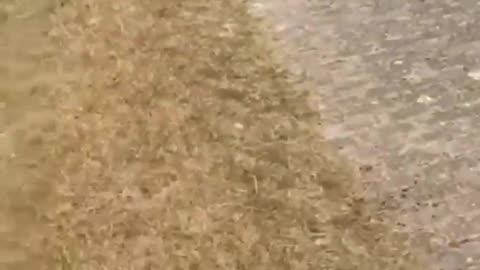 Funny Videos