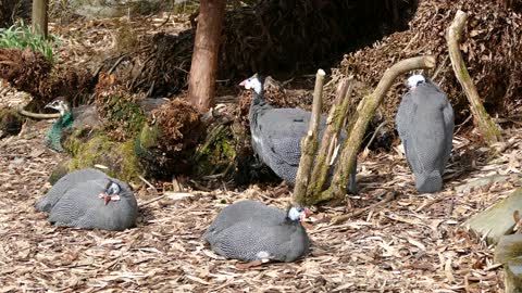 Group of guinea fowl resting on the ground