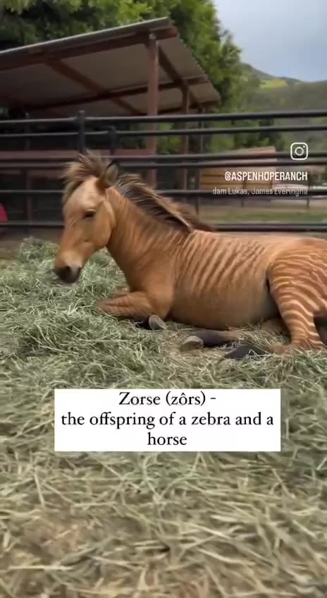 Zebra Horse hybrid