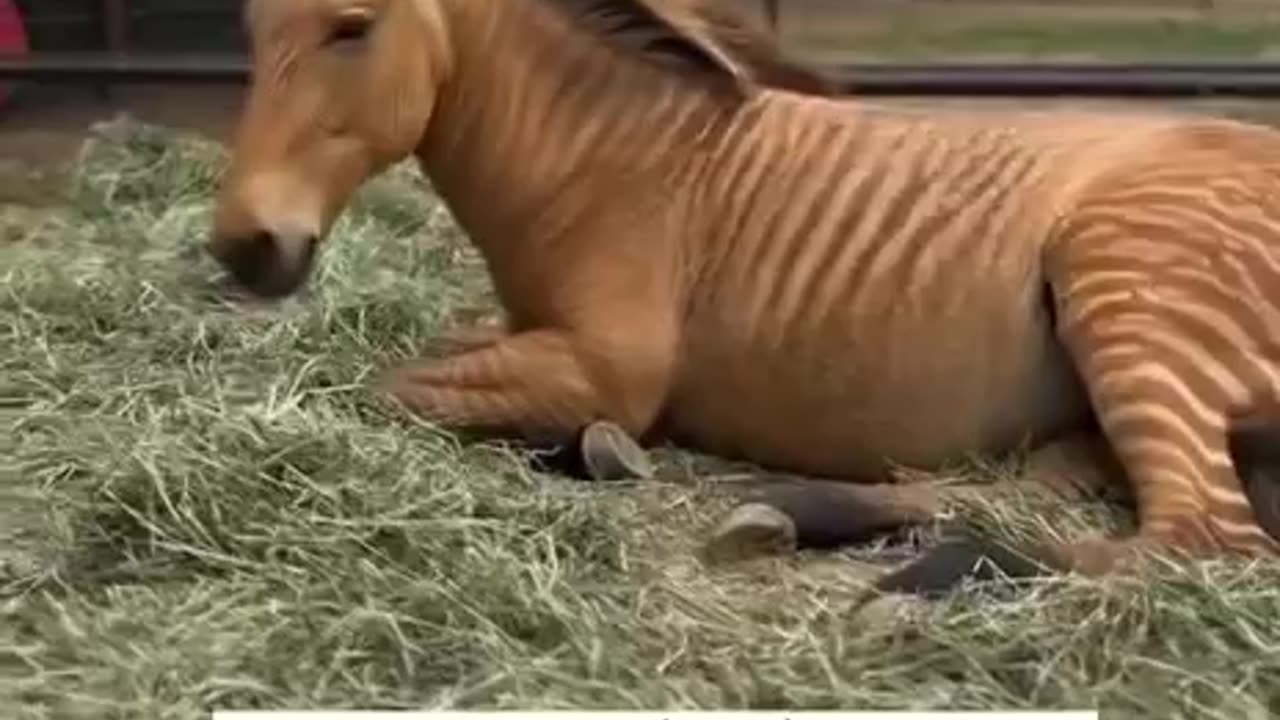 Zebra Horse hybrid