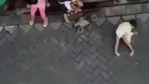 Thief monkey : Monkey ride a motorcycle and stole a baby