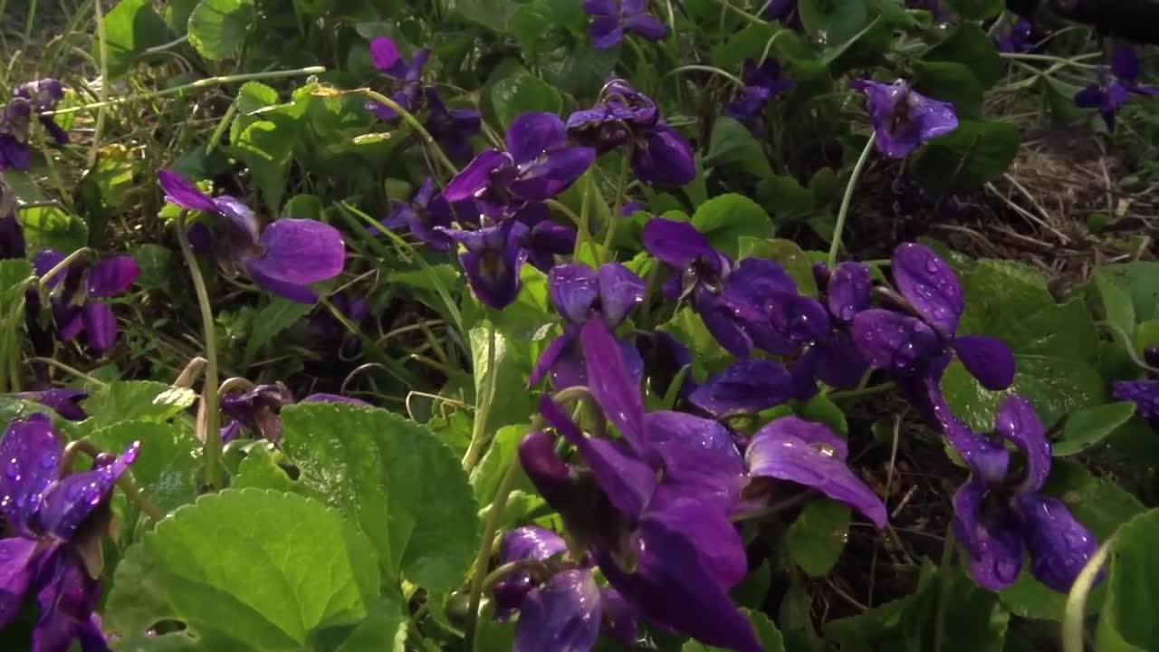 FLOWERS CAN DANCE!!! Amazing nature/ Beautiful blooming flower time lapse video