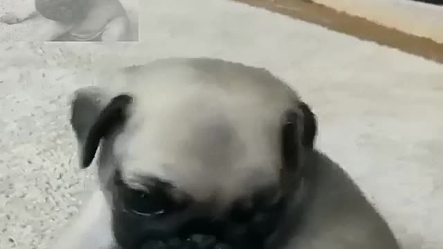 The lovely dog will melt my heart