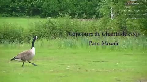concours chants coq mosaic 2012.mp4