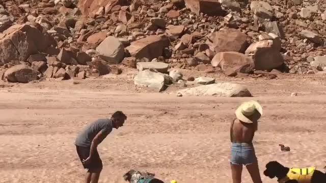 Island tennis ball game with 2 dogs and couples in hony moon