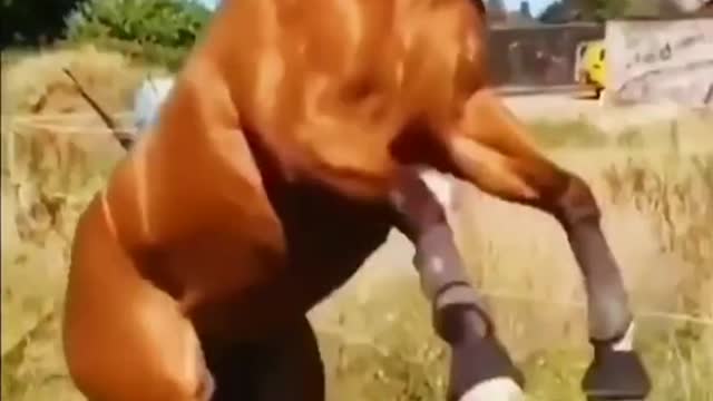 Top funny videos about pets