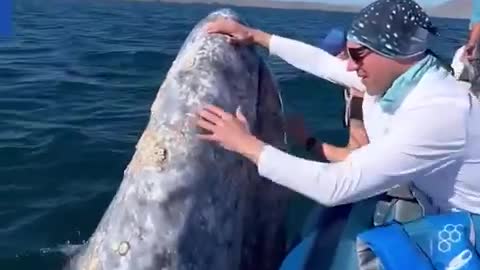 Whale came for a kiss.