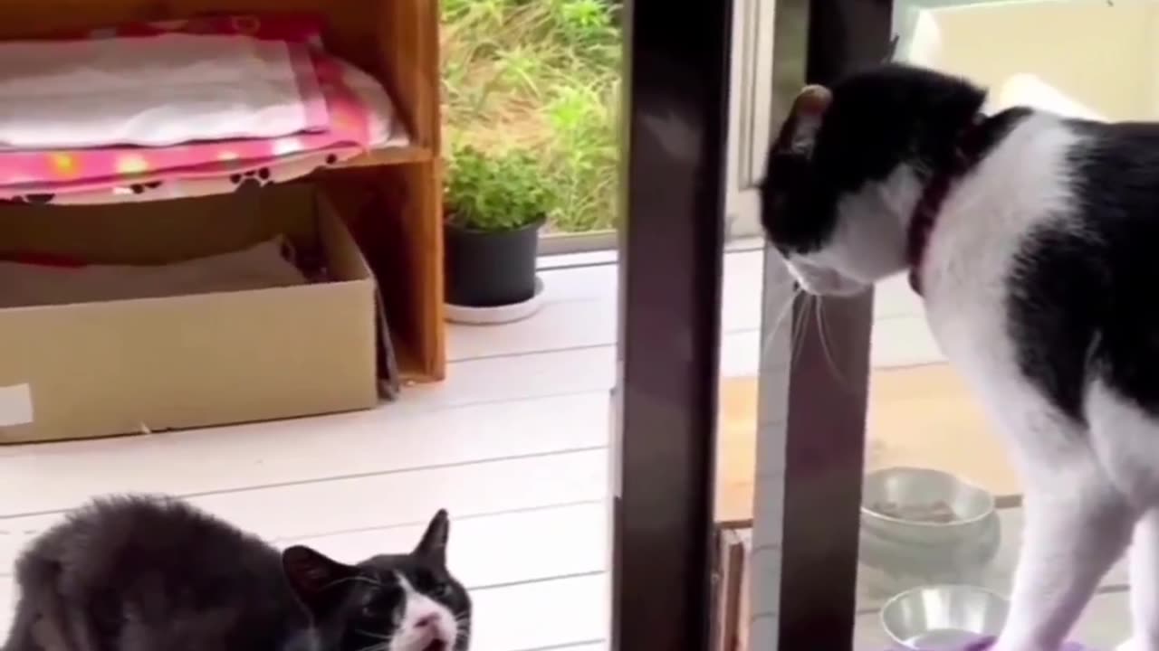 Animal🐵🐔🐶🐷 talk funny 🤣🤣🤣🥲