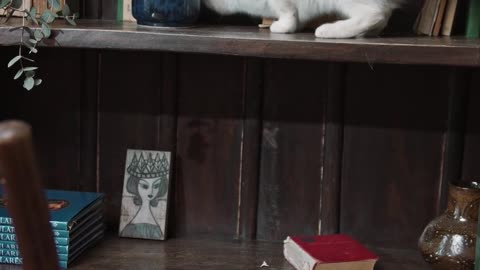 funny cat videos