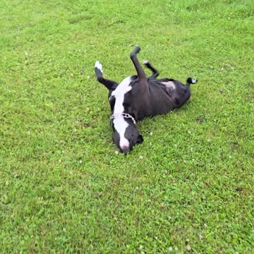 Well I Tried To Play Fetch With Max In The Rain