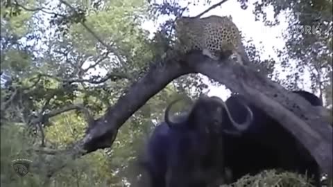 Leopard VS Monkey Vs Hedgehog