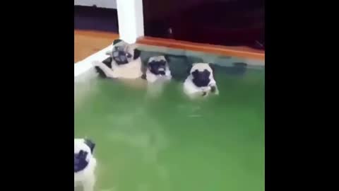 Funniest and Cutest Pug Dog Video