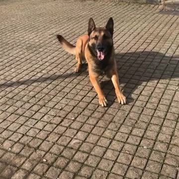 #malinois#education#dogsoftikto#chien#heureux#dogfunnyvideo #animeauxdroles#