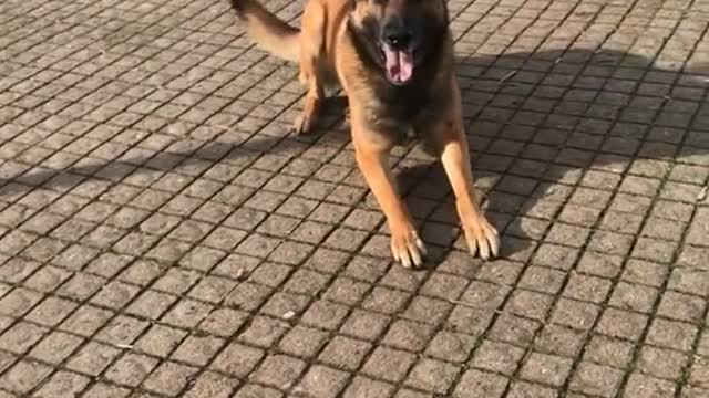 #malinois#education#dogsoftikto#chien#heureux#dogfunnyvideo #animeauxdroles#