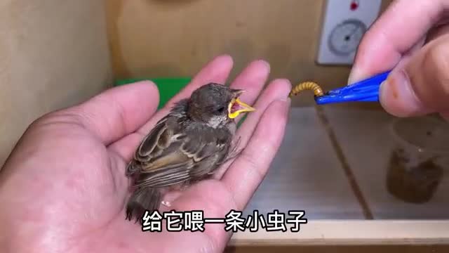 little sparrow