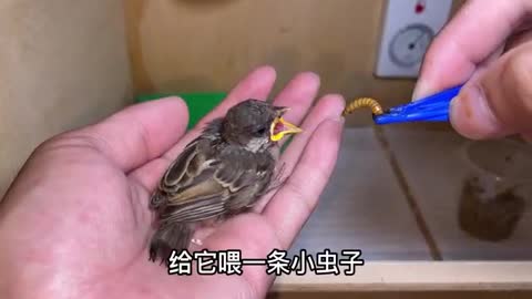 little sparrow