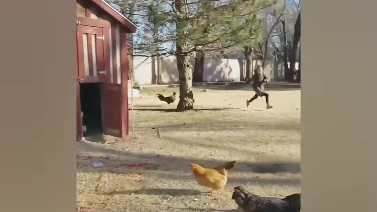 funny animals