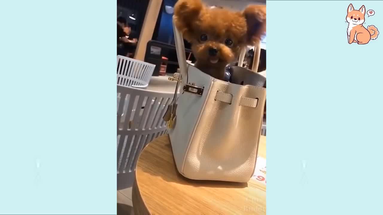 Cute and Funny Puppies 😍 Compilation