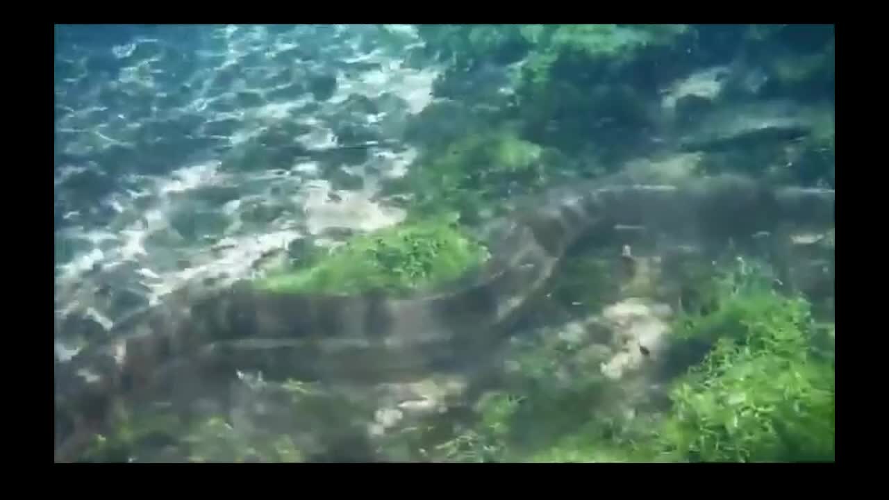 Anaconda ( green sucuri) encounter