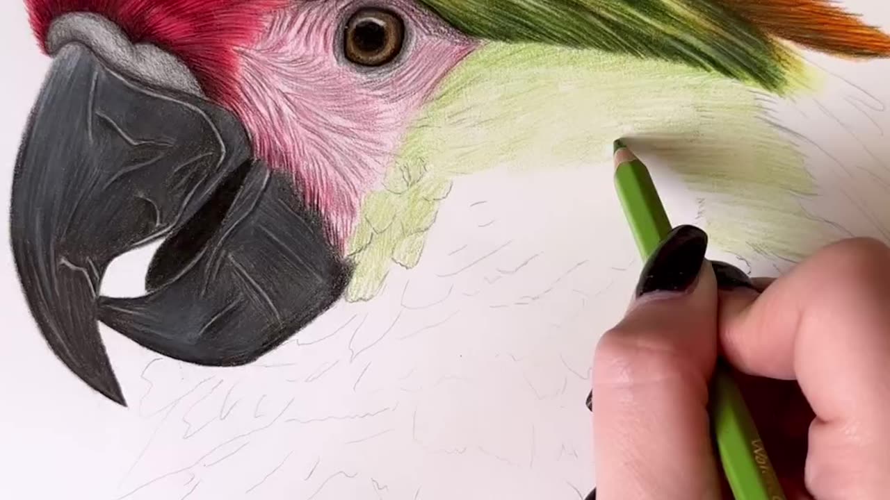 Process of drawing a colored Cockatoo💚