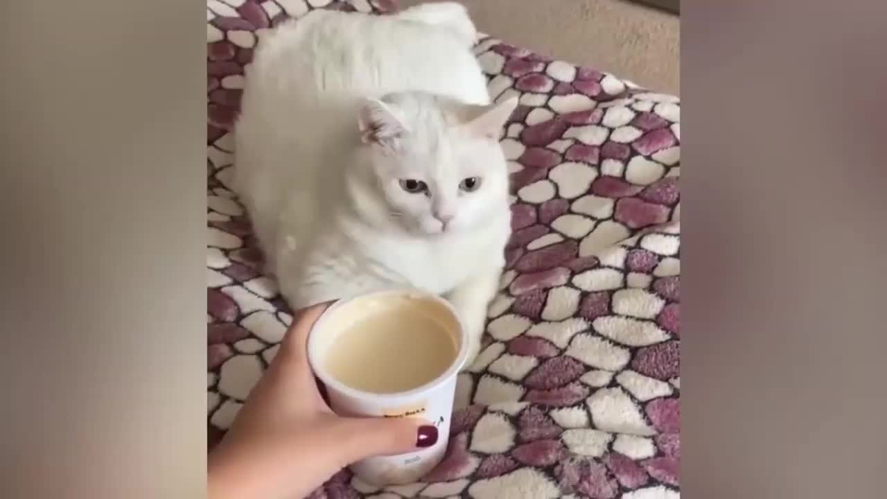 Funny Cat Tries To Throw Out MeMe