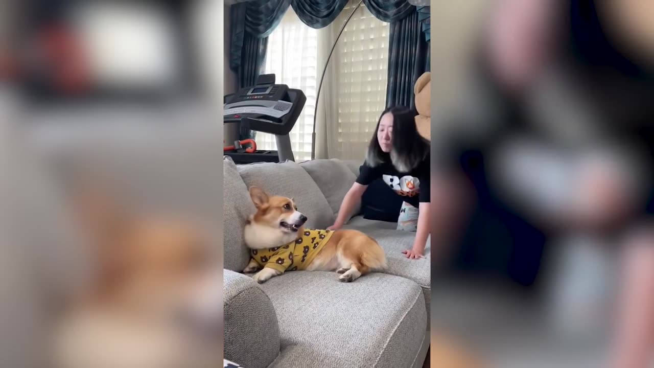 Corgi — Adorable And Hilarious Videos And Tik Toks Compilation