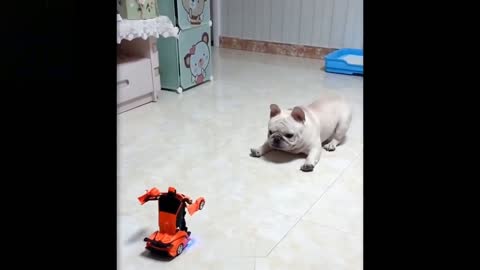 Dog reaction to robot car toy