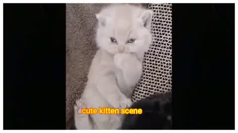 Cutest Adorable kittens Funny scene10