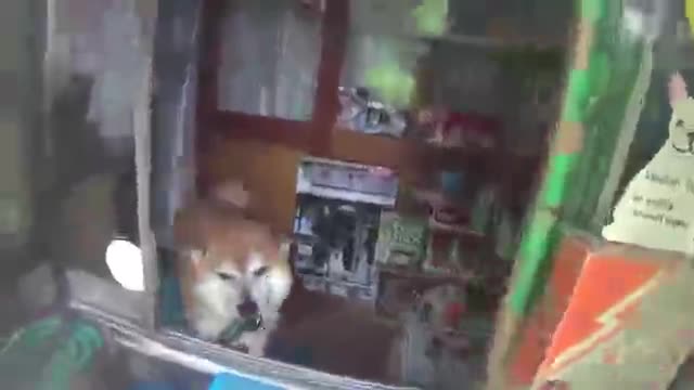 Doge Store Clerk (Shiba)--Shiba Inu In Tokyo