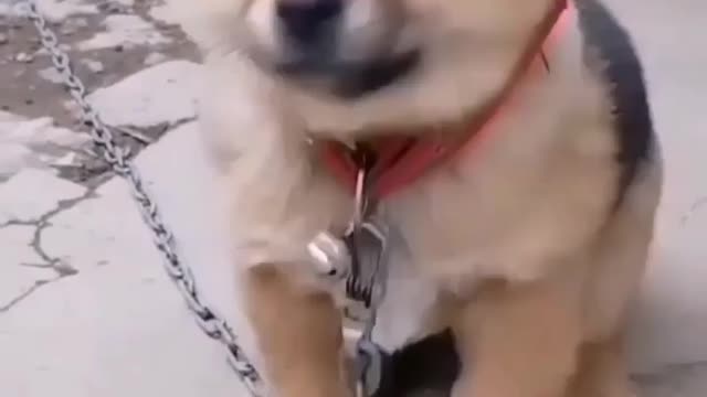 Cute dog