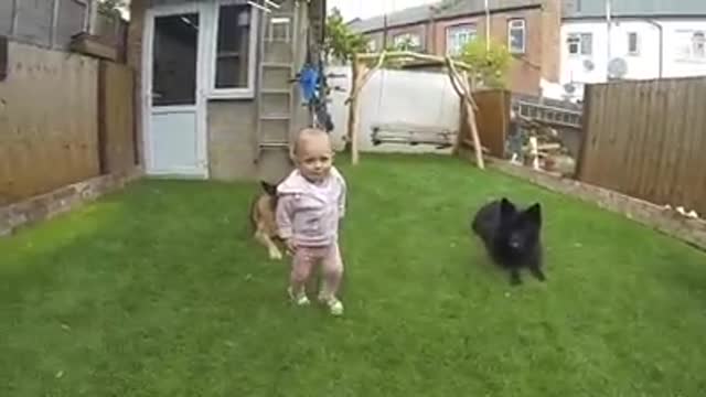 Baby Feeding German Shepards