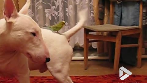 English Bull Terrier and budgie get acquainted || Viral Video UK