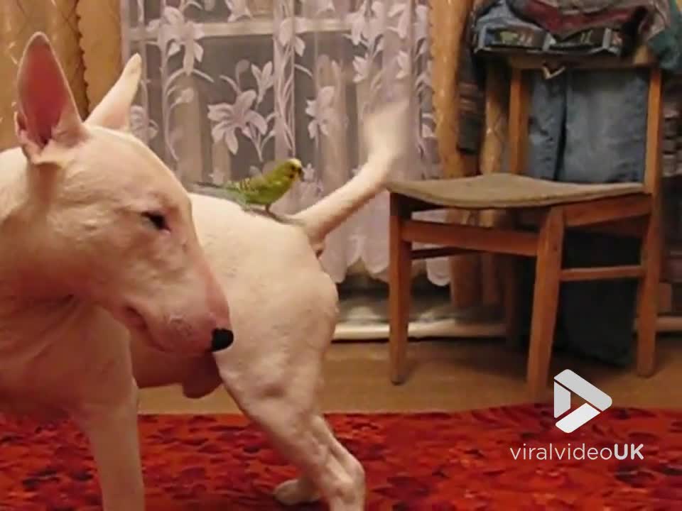 English Bull Terrier and budgie get acquainted || Viral Video UK