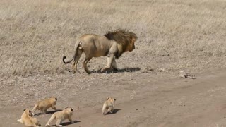 Lion dad with his little lions