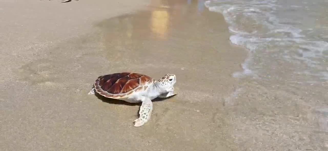 The first sea experience of the baby turtle..🐢🐢🐢