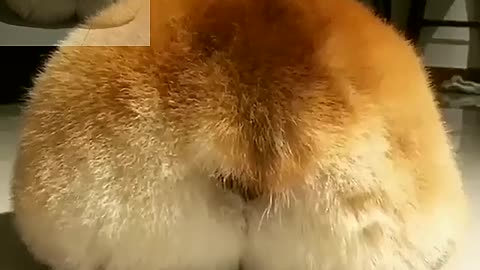 Corgi's ass is so cute