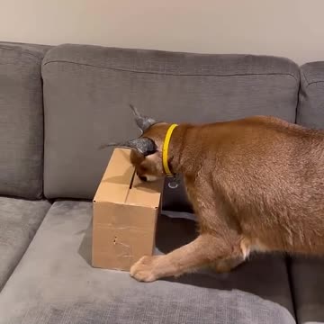 What’s in the box?🙈