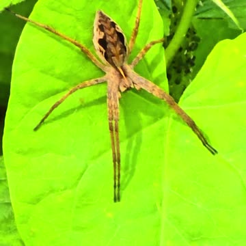 A beautiful cunning spider in nature / list spider on a leaf.