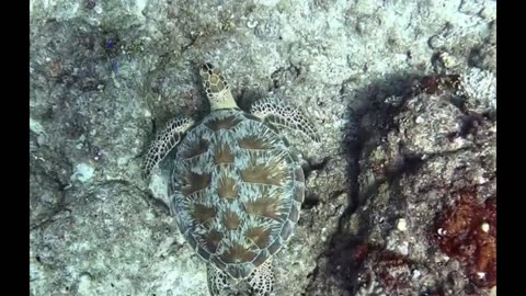 Cute swimming turtle 🤗