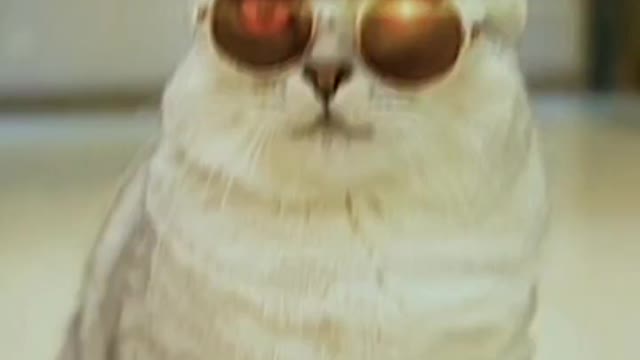 Samurai Cat