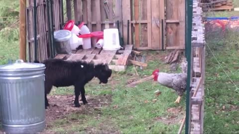 funny video chicken goat fighting